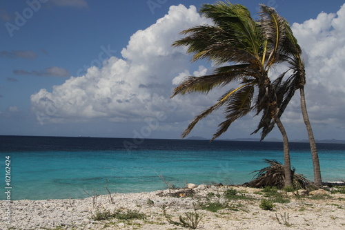 Palmtrees overlooking the bright blue ocean