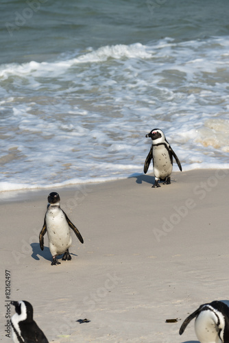 African Penguins at Simonstown  South Africa 