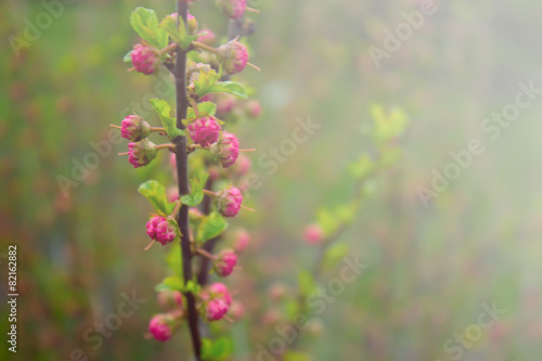 branch with little pink flowers, flowers in the garden at spring