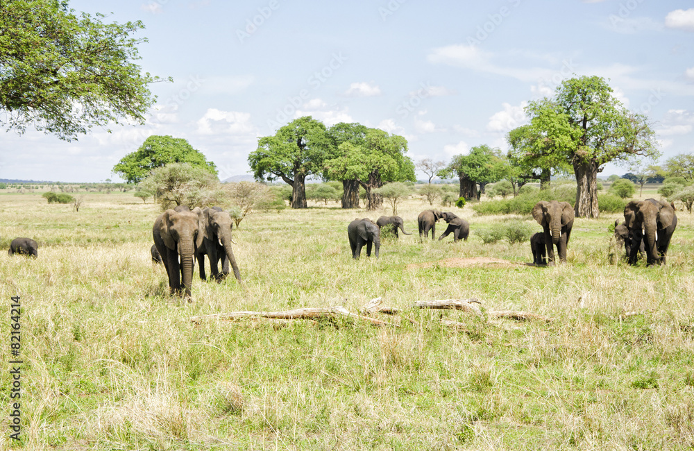Obraz premium Grazing herd of elephants