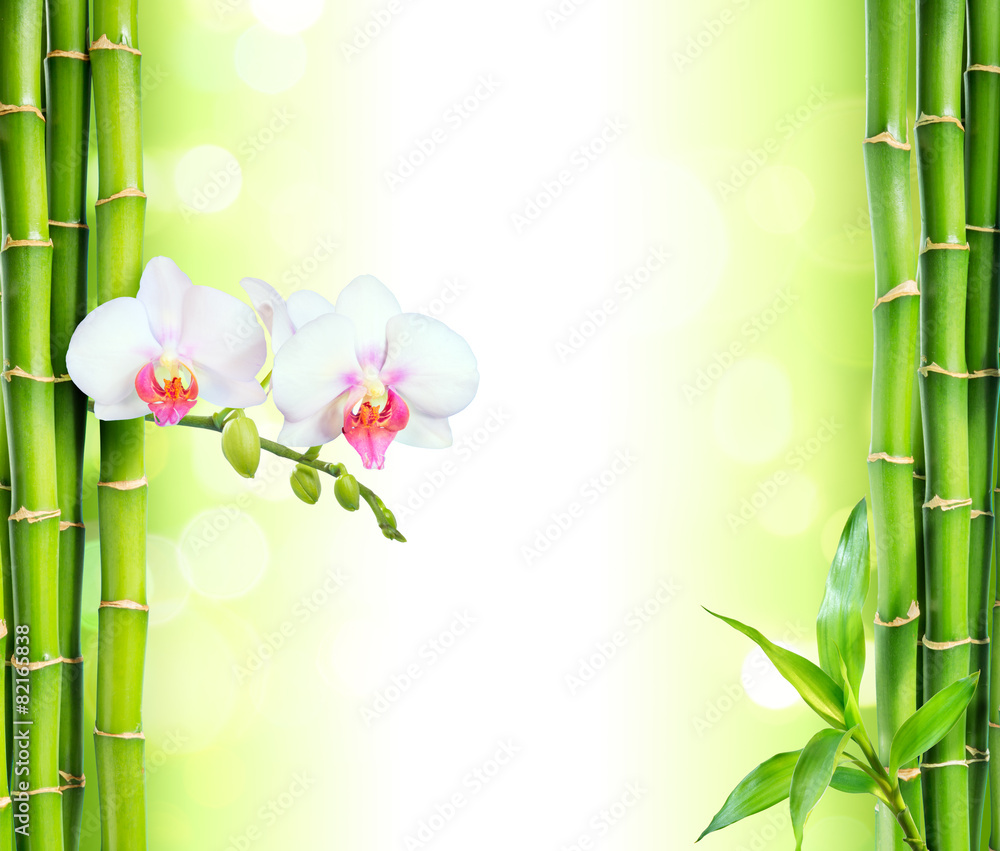 Obraz premium white orchid with bamboo - beauty and spa background