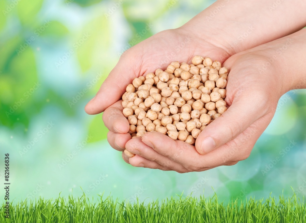 Soybean. Human hand holding soybean, with field in background Soybean. Human hand holding soybean, with field in background