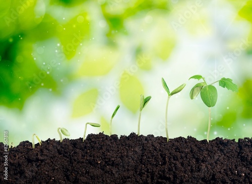 Foto White. Growing plant in soil isolated on white background.