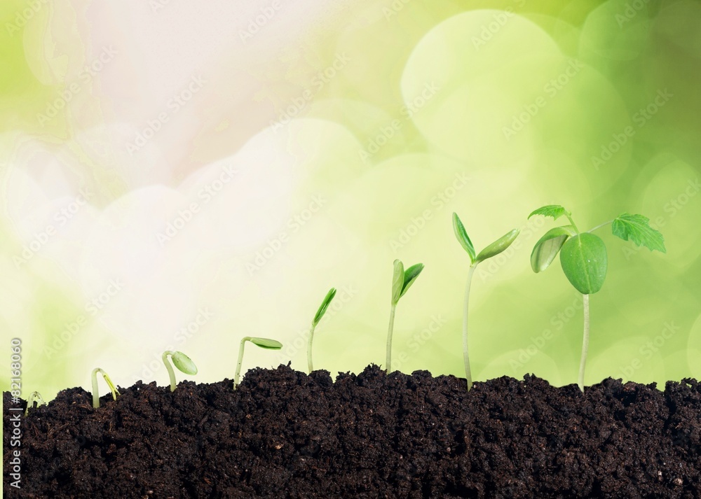 Fototapeta premium White. Growing plant in soil isolated on white background.