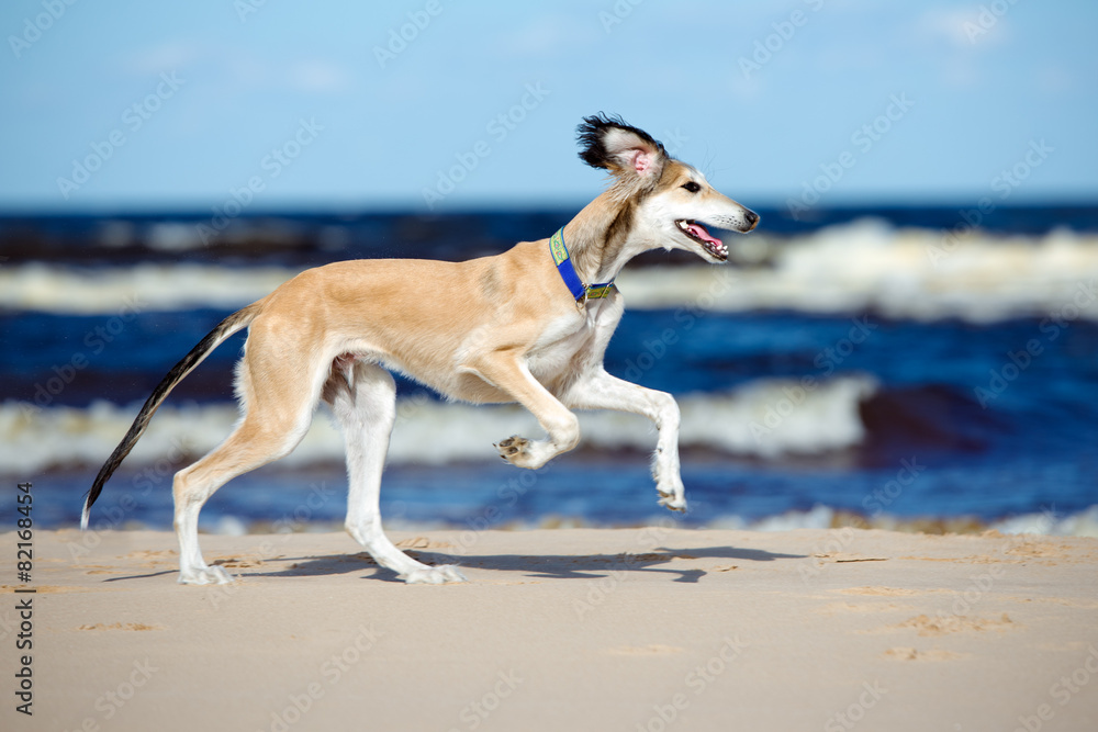 happy saluki puppy running on the beach happy saluki puppy running on the beach