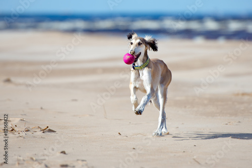 saluki puppy running with a ball