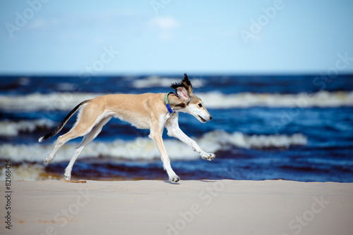 5 months old saluki puppy running at the sea