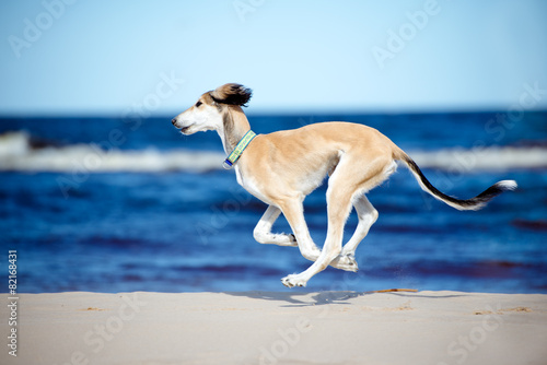 saluki dog on the beach