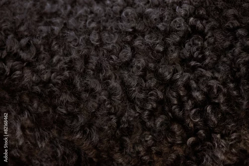Fototapeta black curly fur close up