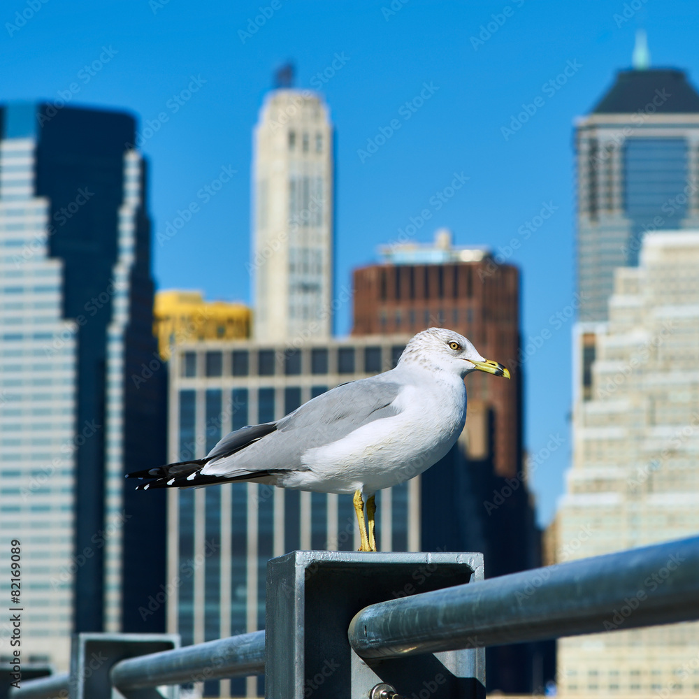 Obraz premium Seagull with Manhattan in background.