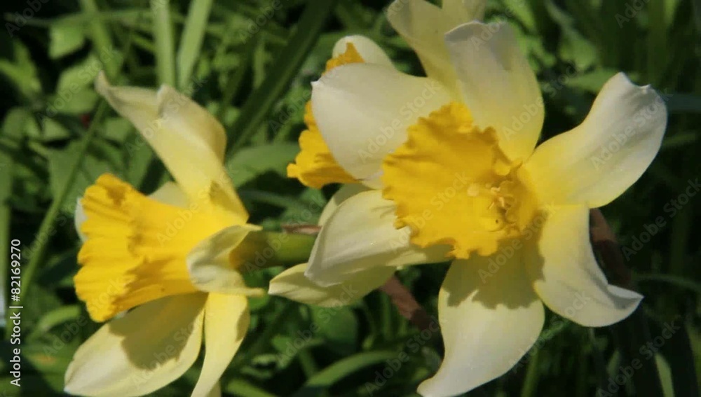 the beautiful first flowers grow by a spring the beautiful first flowers grow by a spring