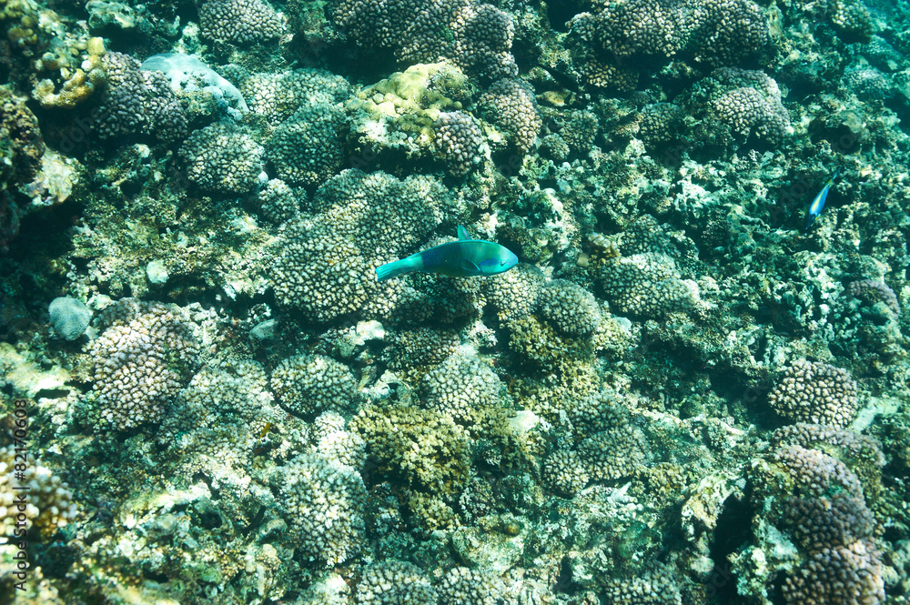 Coral reef and fish Coral reef and fish