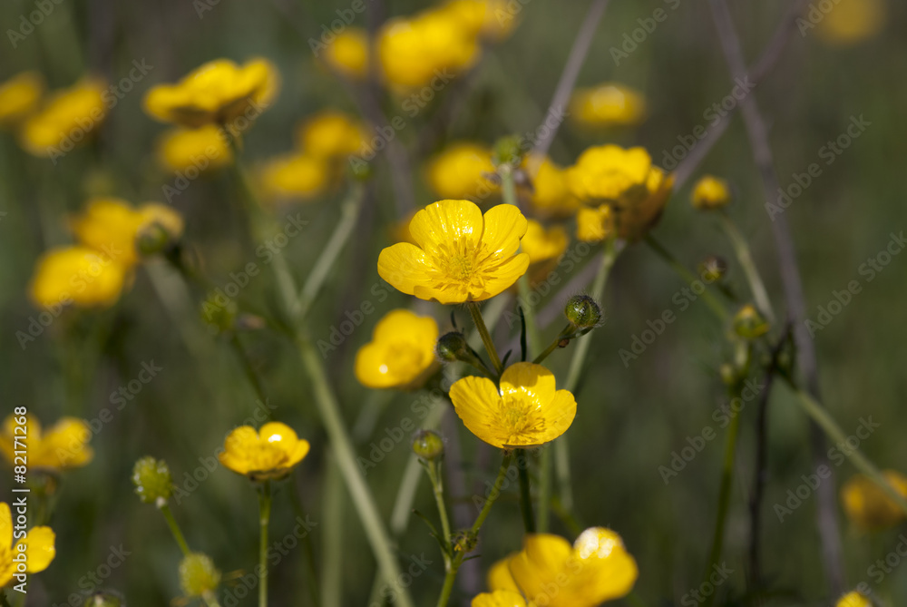 Obraz premium желтые полевые цветы