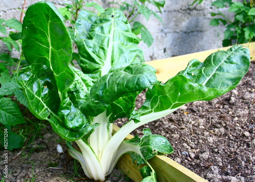 plant de poirée,légume au potager photo