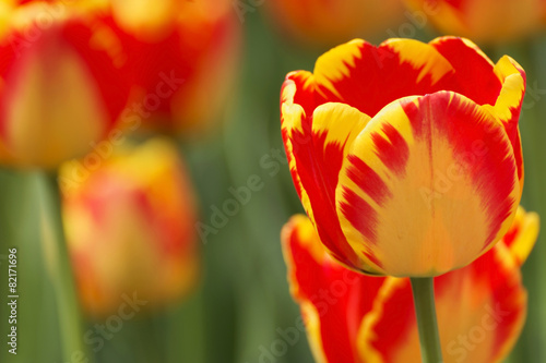 Beautiful tulip in spring time