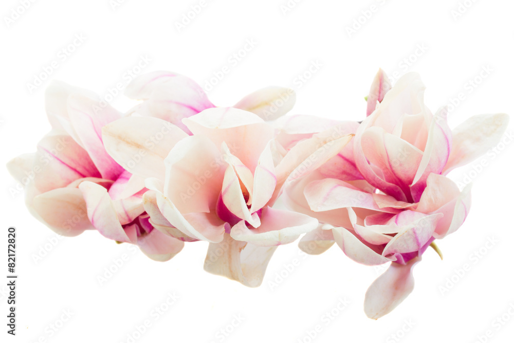 Blossoming pink magnolia tree Flowers Blossoming pink magnolia tree Flowers