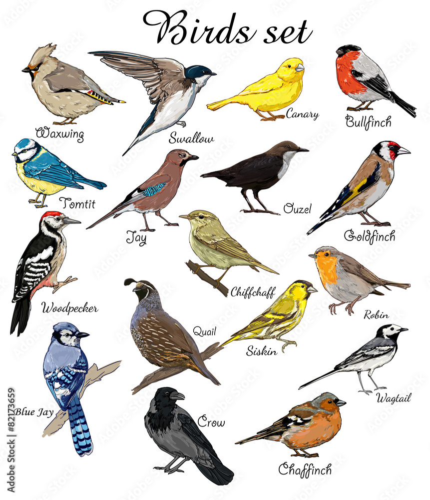 Fototapeta premium big set birds. animals, bird silhouette, bird vector