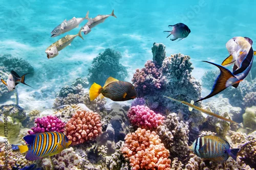 Obraz Podwodny świat z koralowcami i tropikalnymi rybami.
