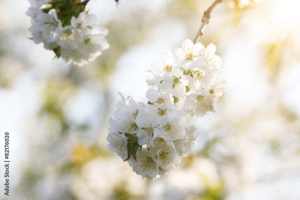 Obraz premium Der Frühling ist da