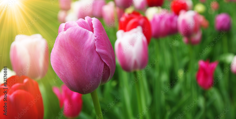 Fototapeta premium Wunderschöne Tulpen