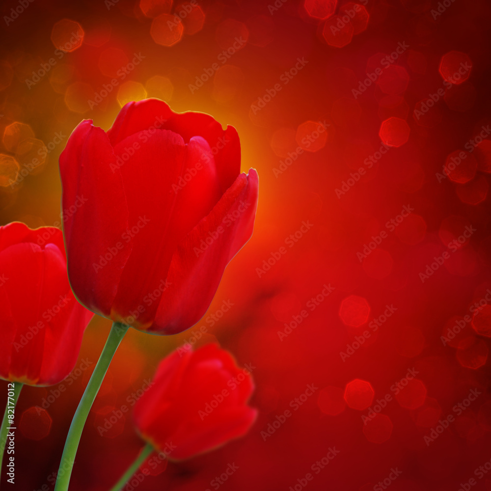 Fototapeta premium Wunderschöne Tulpen