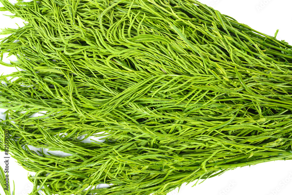 Acacia pennata vegetable isolated on white background Acacia pennata vegetable isolated on white background