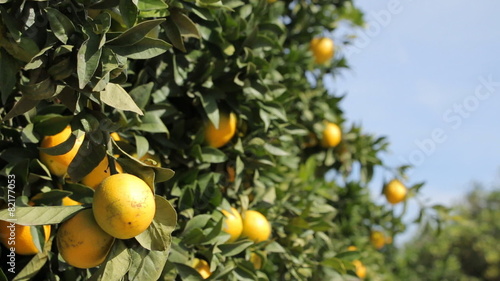 Wallpaper Mural Lemon Trees Torontodigital.ca