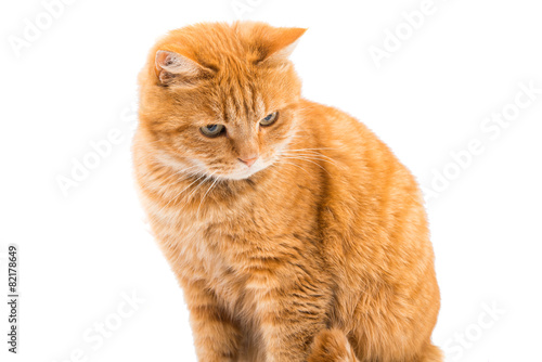 ginger cat isolated