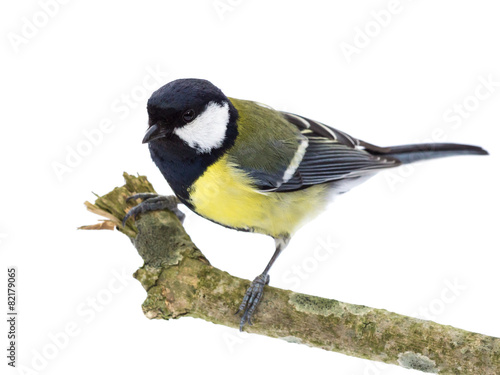 Perched great tit looking to the left on white background