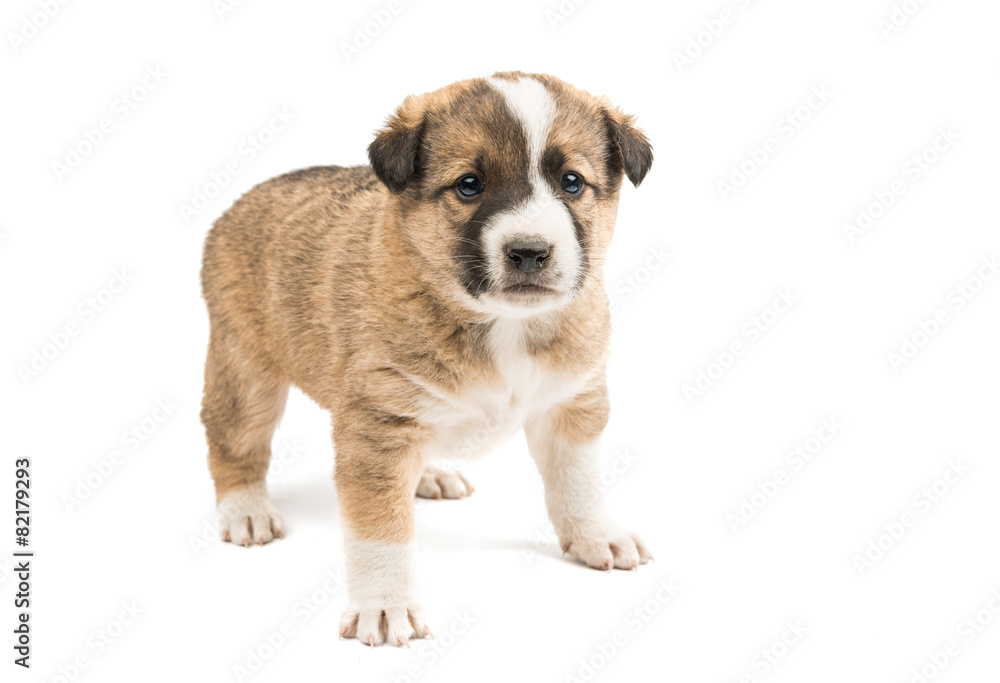 Obraz premium puppy isolated