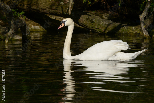 Mute Swan  Cygnus olor