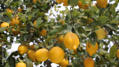 Lemons hanging on lemon tree, dolly shot