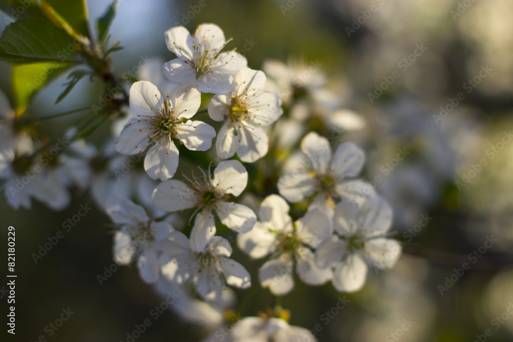 Blossoming sour cherry Blossoming sour cherry