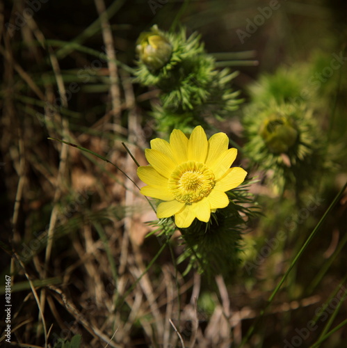 L'adonis sur la colline de Charrat. photo