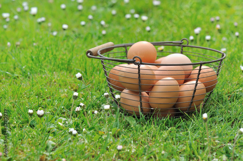 panier d'œufs frais posé dans l'herbe