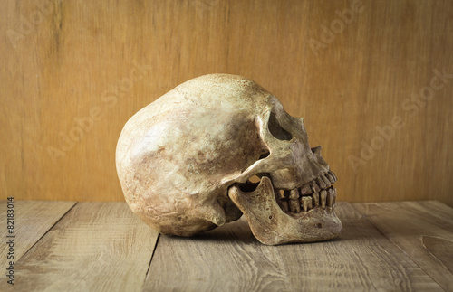 side skull on wood background