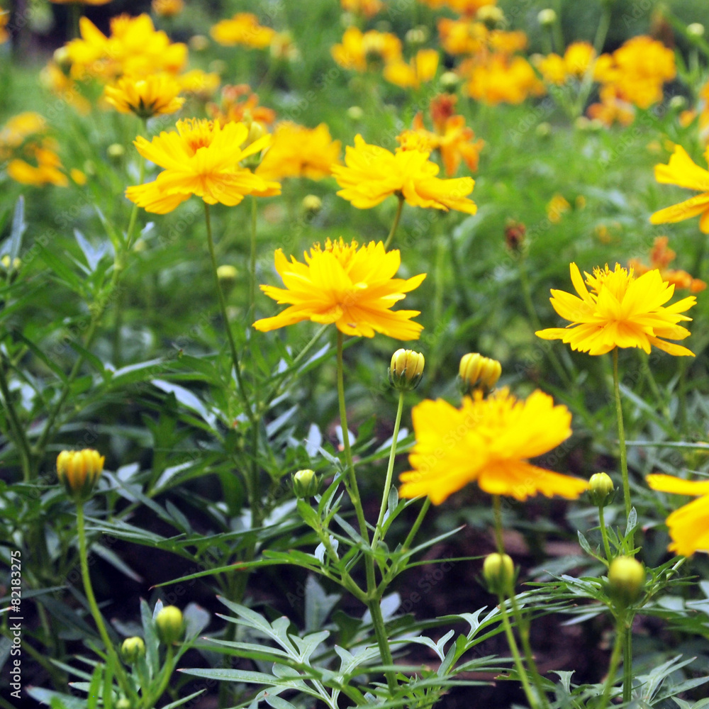 Obraz premium yellow flowers background