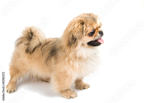 Pekingese portrait
