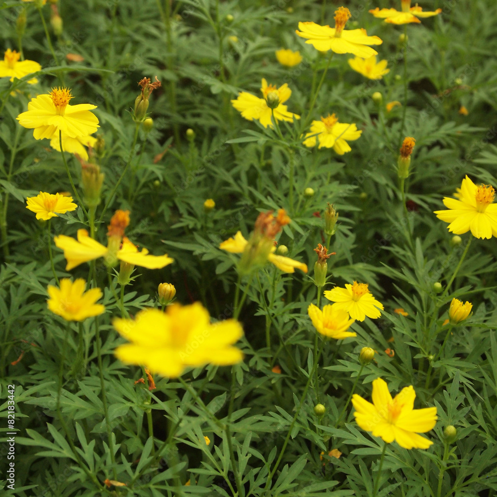 Fototapeta premium yellow flowers background