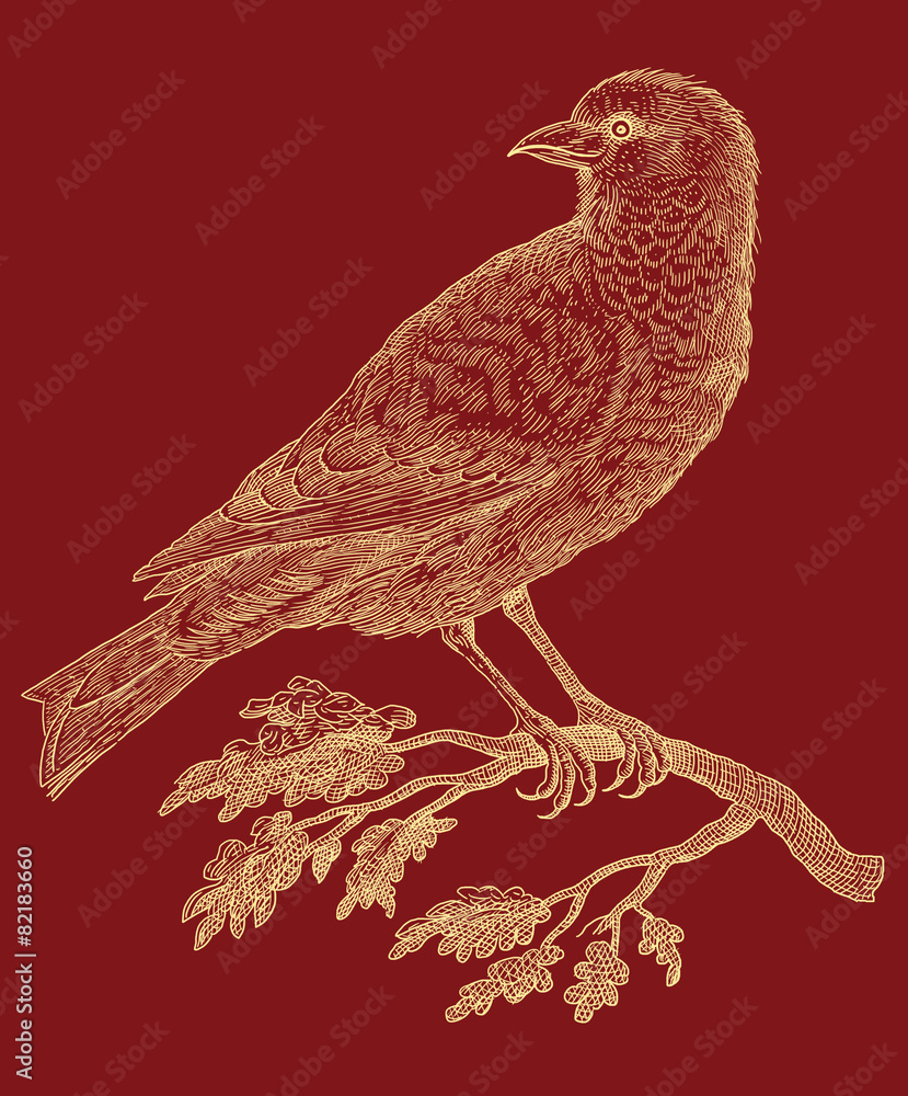 Fototapeta premium Bird - vintage engraved illustration