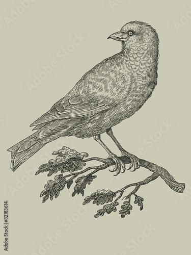Bird - vintage engraved illustration