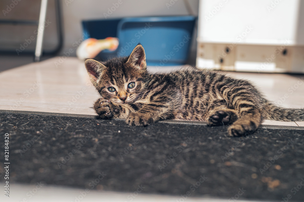 Naklejka premium Small Gray Tabby Cat Laying Down on the Floor