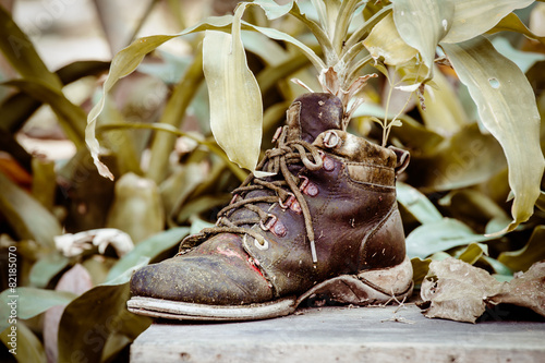 ornamental plants on old shoes  image of vintage style