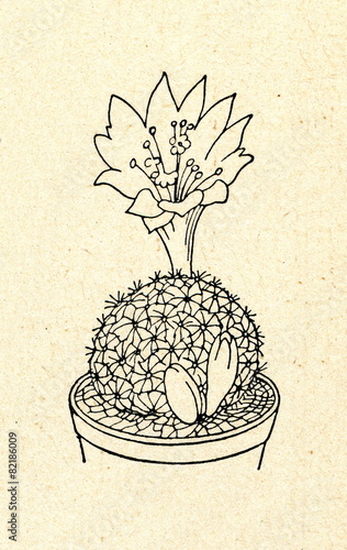 Astrophytum asterias with flower photo