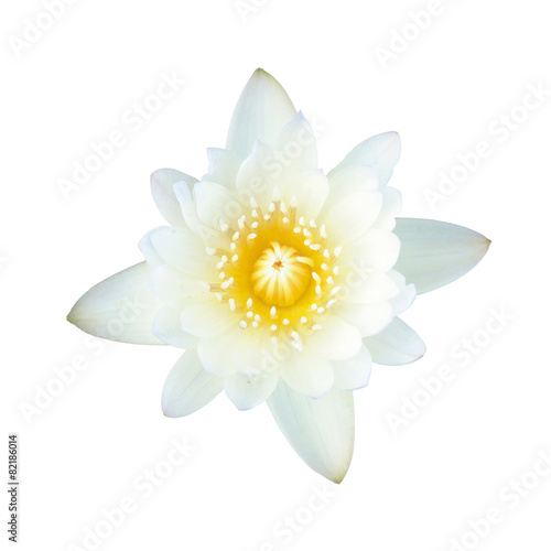 White lotus, isolated, clipping path included