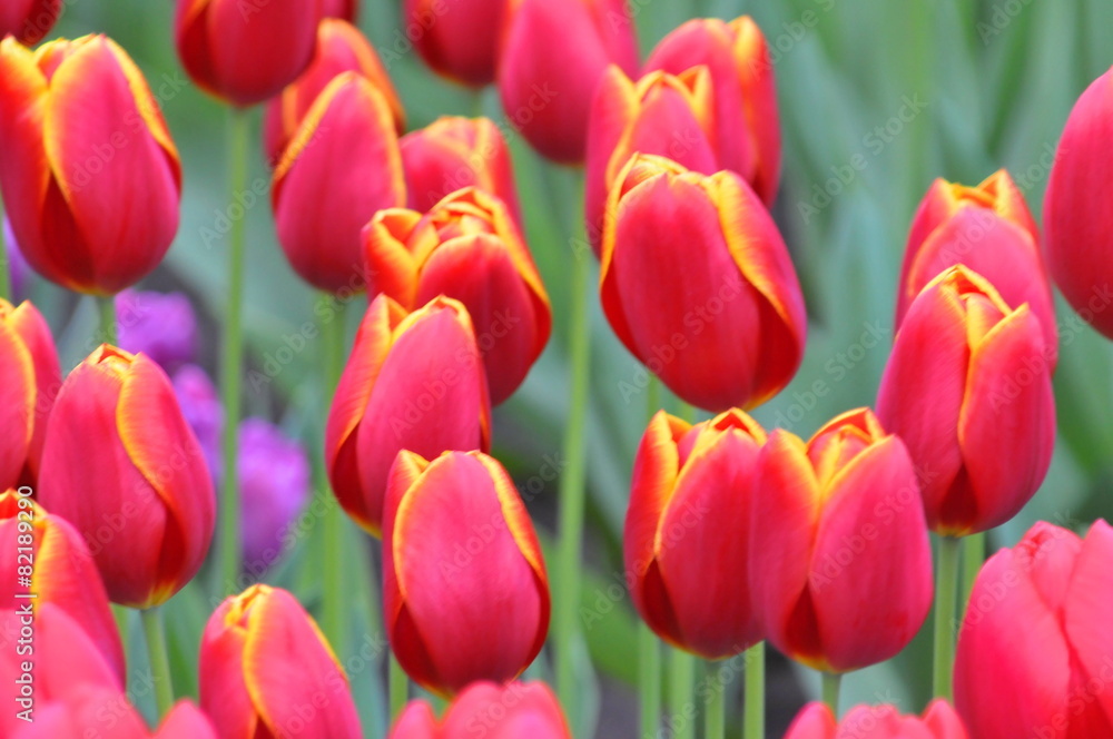 Fototapeta premium Tulipa 