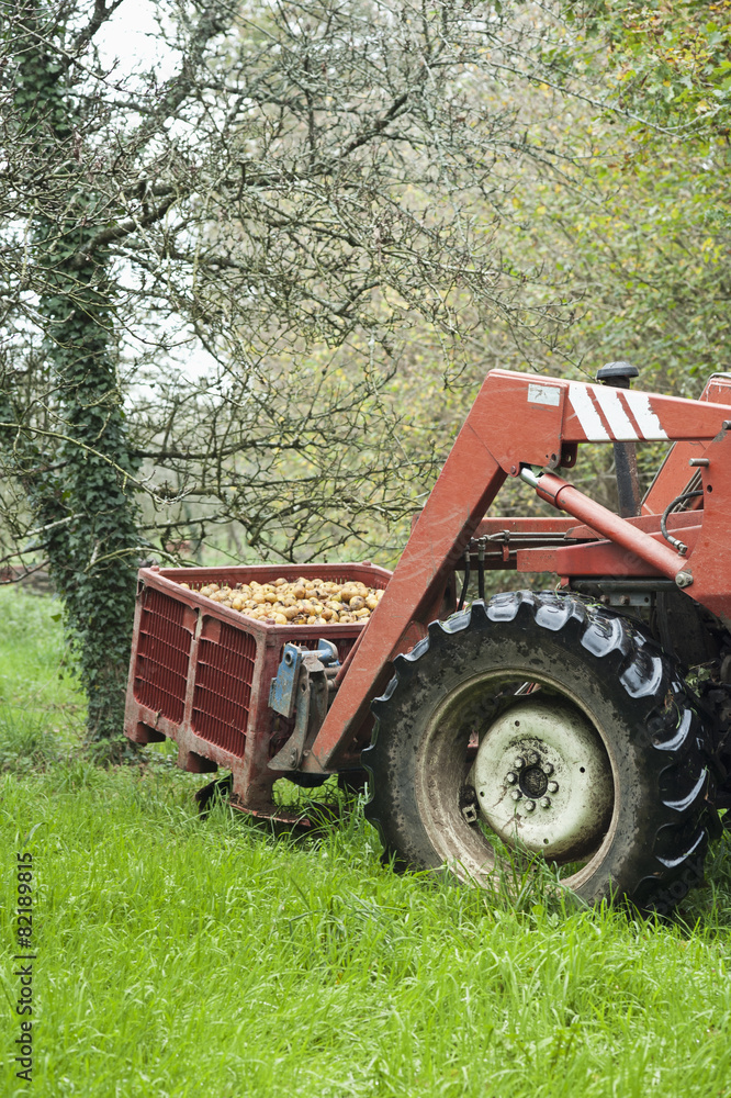 Tractor harvesting fruit in orchard Tractor harvesting fruit in orchard