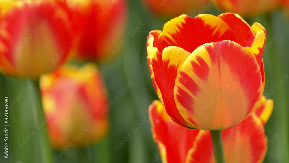 Beautiful tulip in spring time Beautiful tulip in spring time