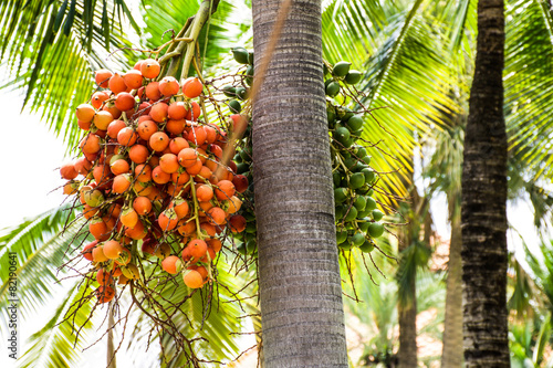 Seed of oil palm