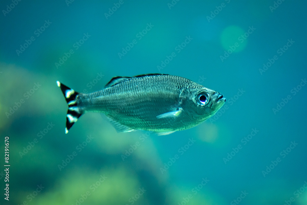 Fototapeta premium Tropical Fish